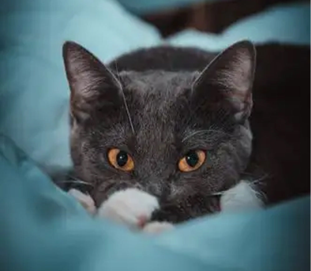 How often should l clean my couch with pets?