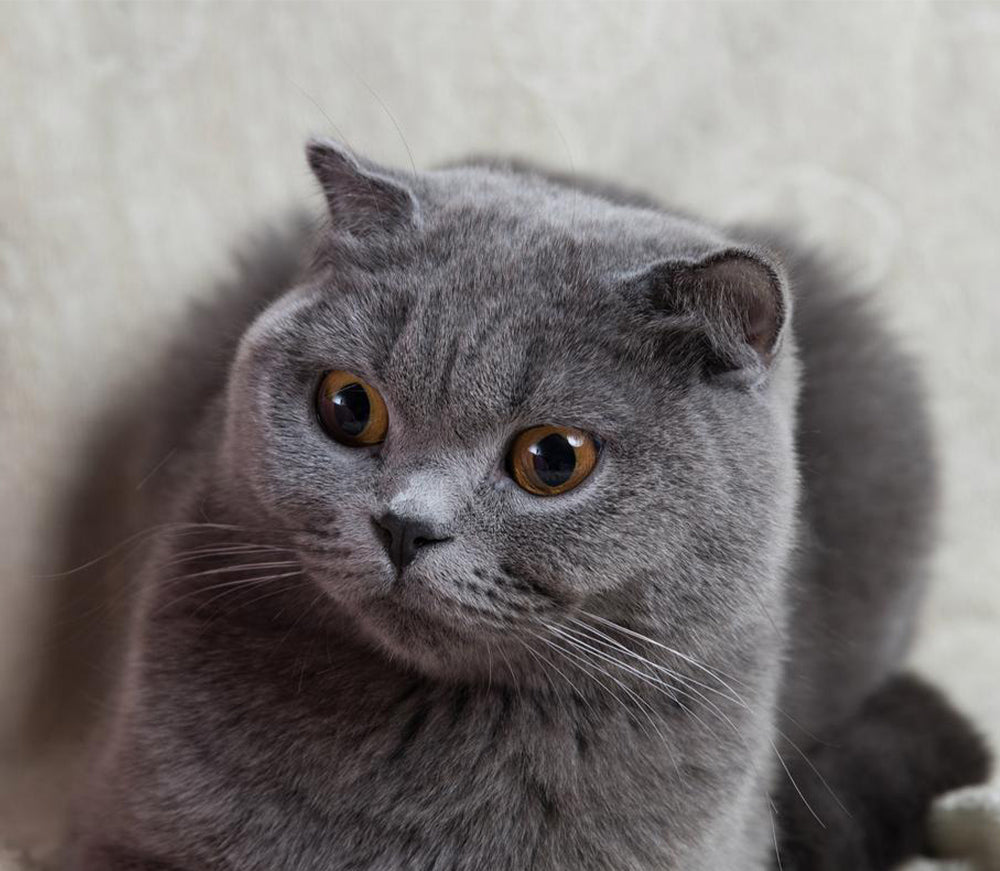 What Sofa is Best for Pets?