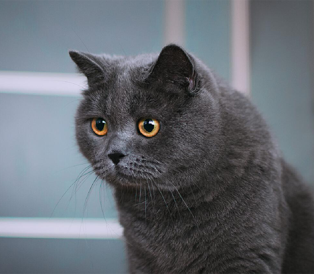 Key Features to ConsiderChoosing the Perfect Cat Bed: A Guide Based on Your Cat’s HabitsKey Features to Consider