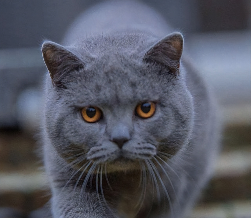 What Bed Do Cats Prefer? – A Guide to Choosing the Best Cat Bed