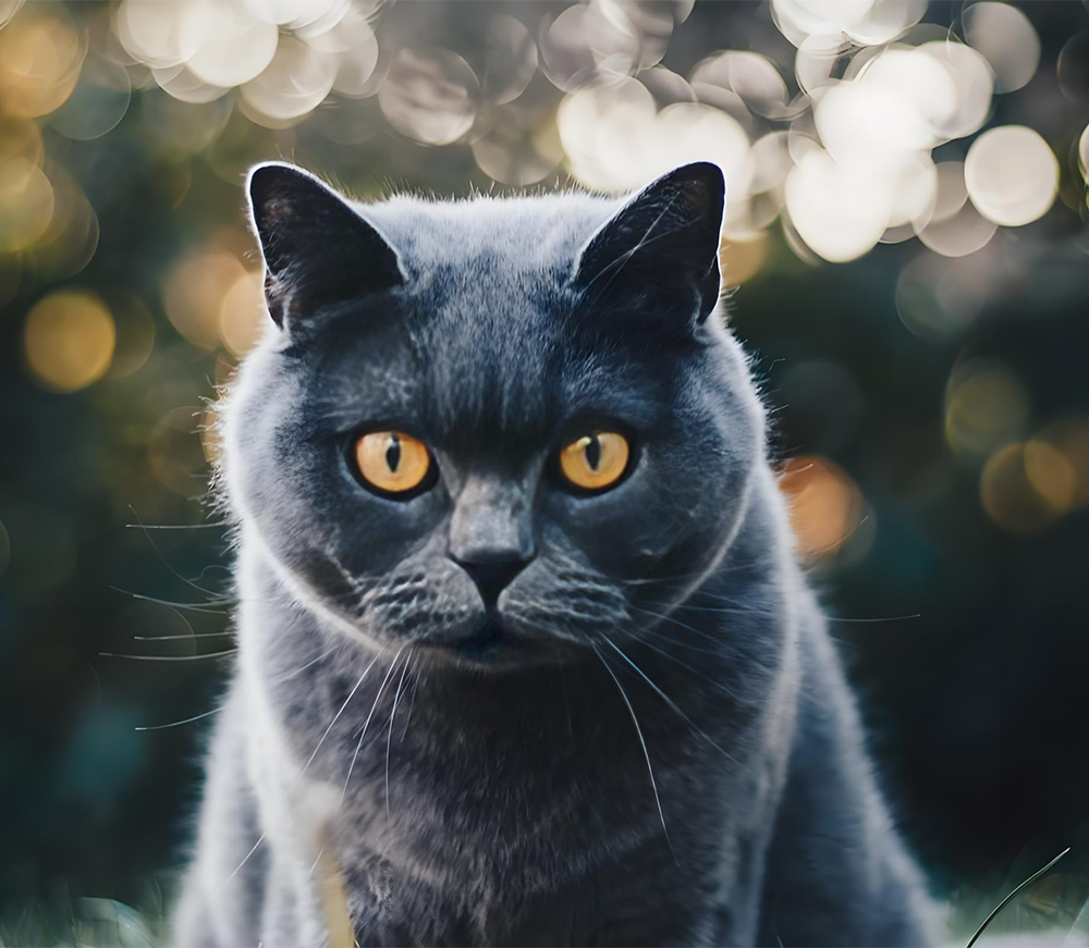 How to Choose the Right Cat Bed: Focus on Materials and Cleaning