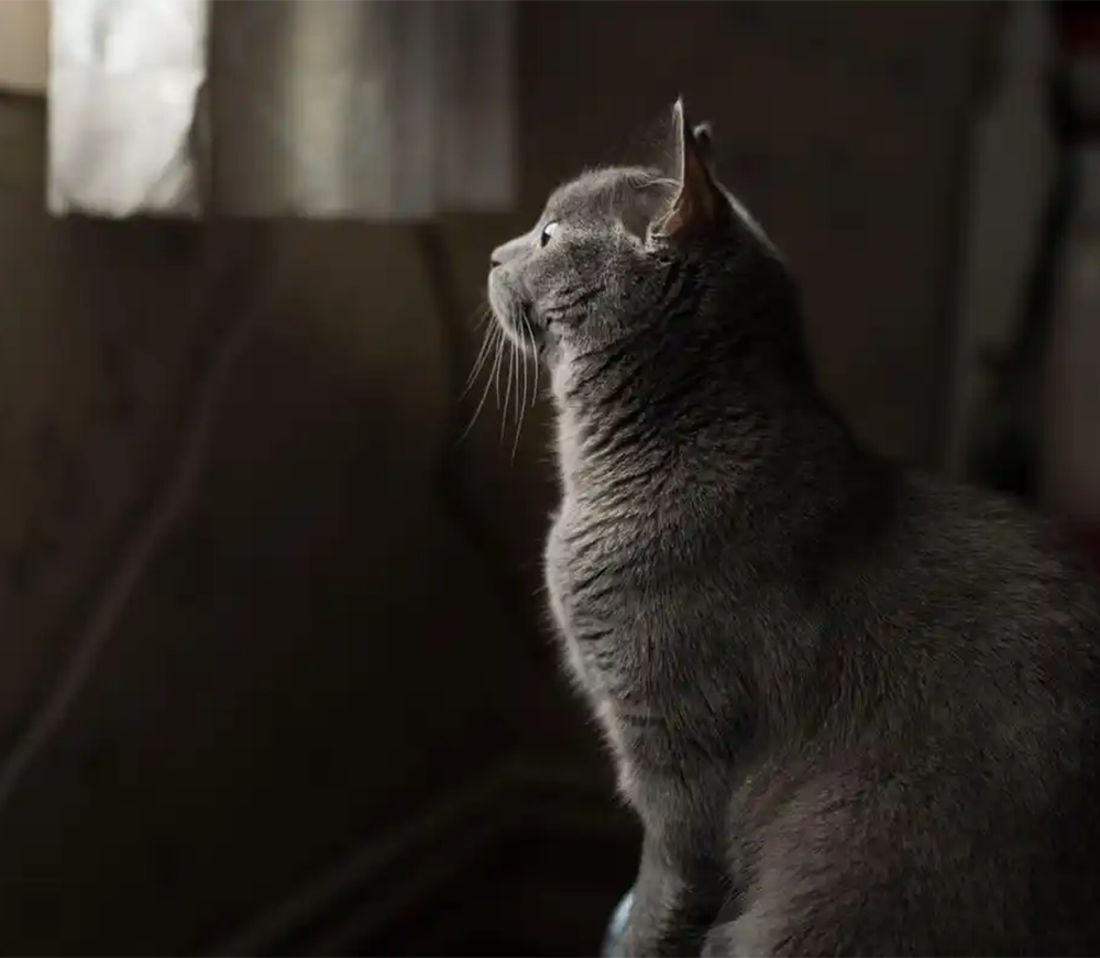 What Bed Do Cats Prefer? – Finding the Best Bed for Your Feline Friend