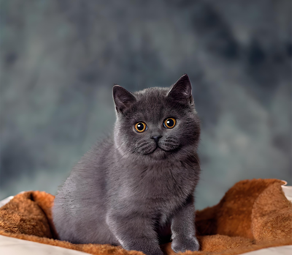 How to Choose the Best Cat Bed: Size, Placement, and Multi-Cat Homes