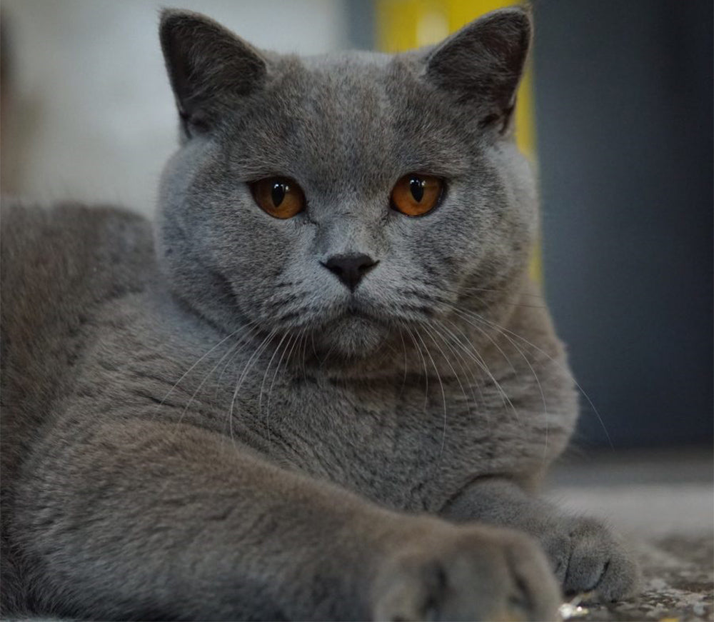 What Type of Toys Are Best for Cats?