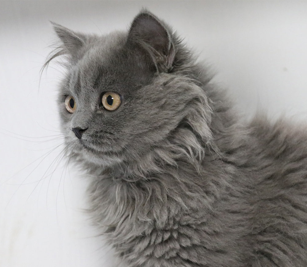 How Do You Teach a Cat to Use a Scratch Board?